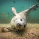 “Playtime?”: British Waters Compact Award Winner
